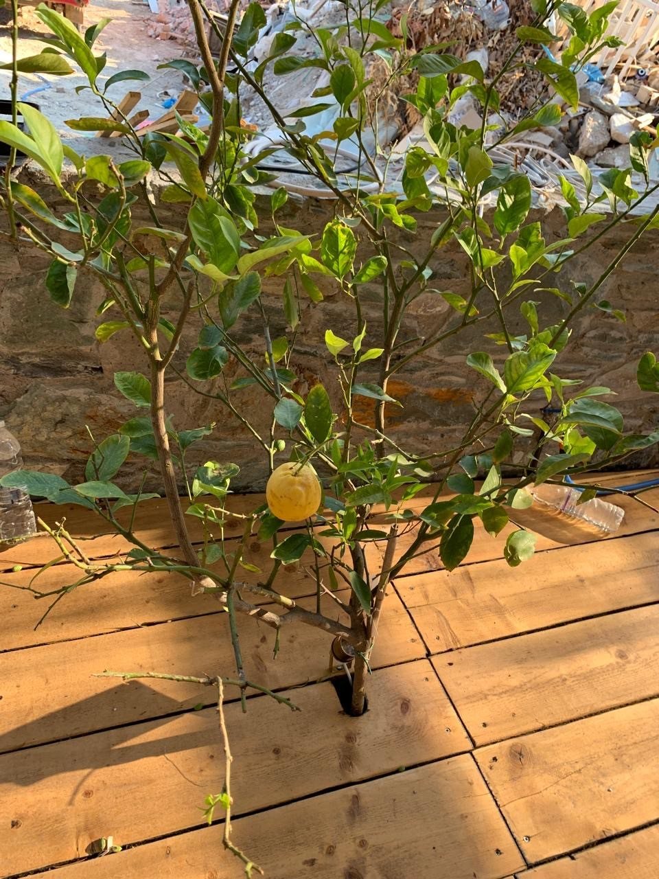 Lemon tree growing up through the wooden deck